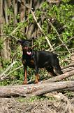PINSCHER NAIN 118